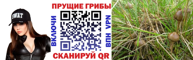 закладки  Пустошка  Псилоцибиновые грибы мицелий 